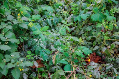 Sabahın erken saatlerinde taze kalın çim su damla