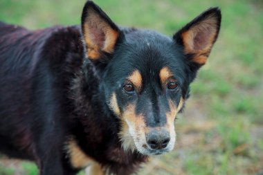 bahçede köpek görünüyor