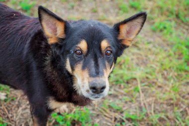 bahçede köpek görünüyor