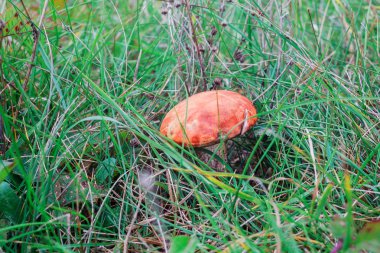 Orman mantar vahşi ormanda