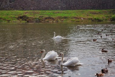 güzel beyaz kuğular suda