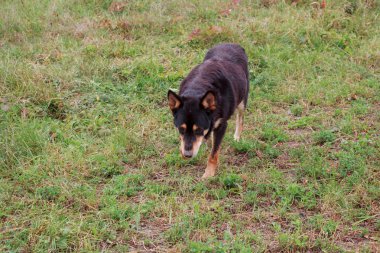 bahçede köpek görünüyor