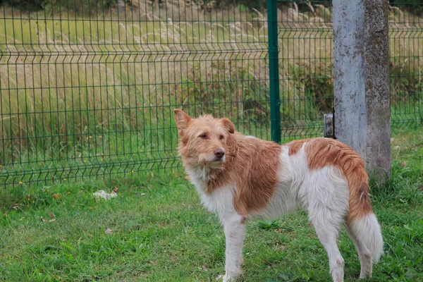 Cão sem-teto e faminto abandonado nas ruas — Fotografia de Stock