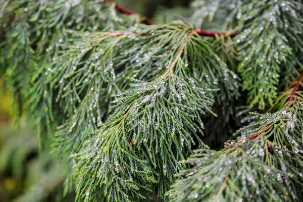 Hermosas ramas de Thuja verde en el jardín —  Fotos de Stock