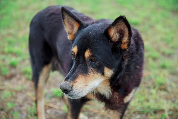 Yard dog looks — Stock Photo, Image