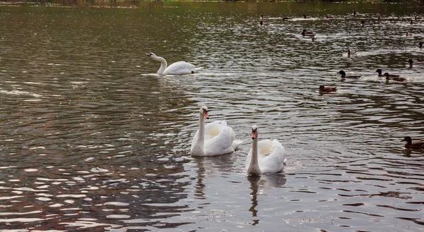 Красивые белые лебеди в воде — стоковое фото