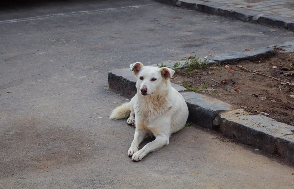 Cães sem-teto Positivo cão vadio andando sobre — Fotografia de Stock