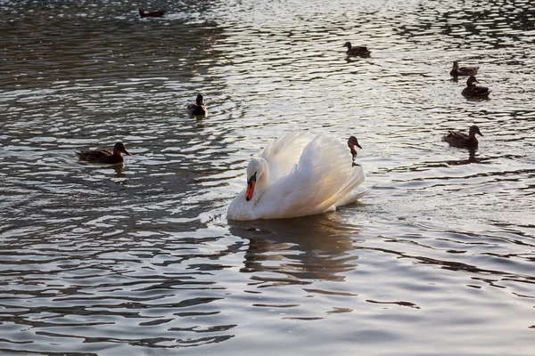 Prachtige witte zwanen in water — Stockfoto