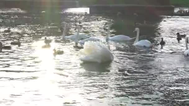 Bellissimi cigni bianchi in acqua nei prati verdi del fiume cigni bianchi — Video Stock