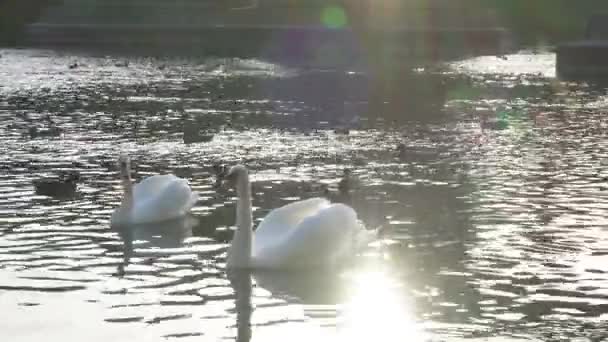 Bellissimi cigni bianchi in acqua nei prati verdi del fiume cigni bianchi — Video Stock