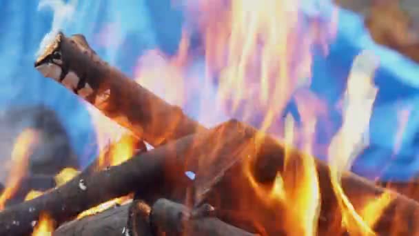 Bonfire in the forest during at the summertime. Fire burning in slow motion with wood — ストック動画