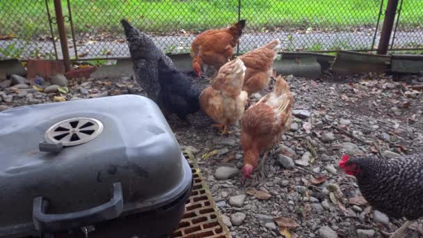 Chickens running around near the barbecue — Stockvideo
