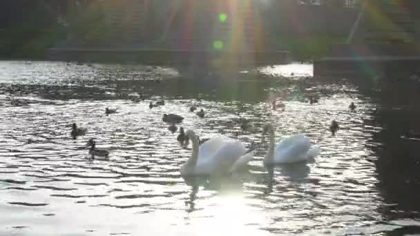 Cygnes blancs nageant sur un lac gelé. Oiseaux sur l'eau bleue près de la glace . — Video