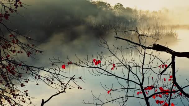 Matin brumeux sur la rivière. Été — Video