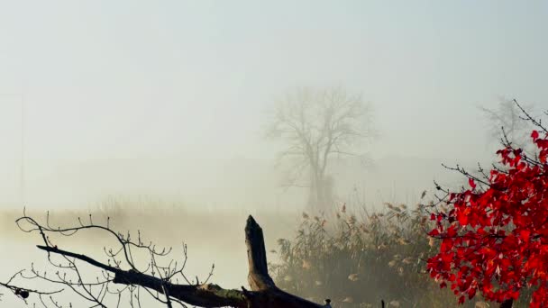 Lever de soleil sur la rivière à la fin de l'automne, brume — Video