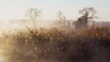 Nehri üzerindeki gündoğumu sırasında geç sonbaharda, sis,