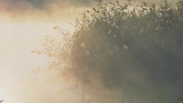 Туман с солнечным светом на морозной утренней реке — стоковое видео