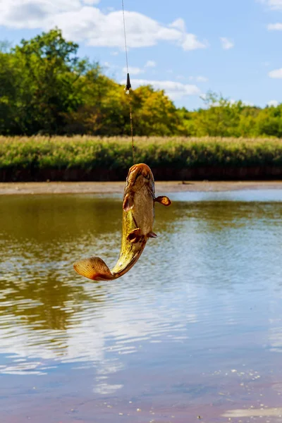 Poisson-chat fraîchement pêché pêchant du poisson — Photo