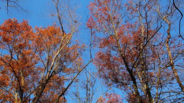 Árvores outonais e céu azul — Vídeo de Stock