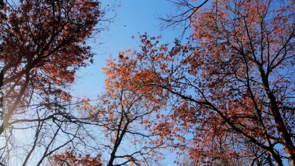 Árvores outonais e céu azul — Vídeo de Stock