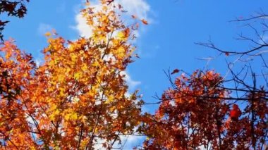 Sonbahar ağaçlar ve mavi gökyüzü