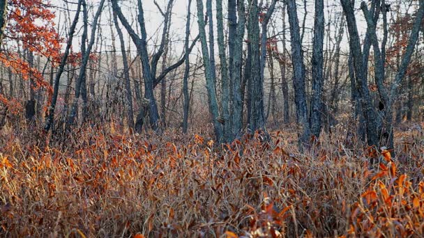 Krásné ráno v mlhavém podzimním lese se slunečními paprsky — Stock video