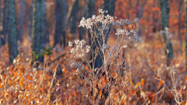 Prachtige ochtend in het mistige herfstbos met zonnestralen — Stockvideo