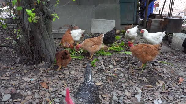 Motley cock and a chicken behind him — Stock Video