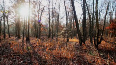 Nerede güneş doğuyor sabah erken yaz sonu veya erken sonbahar ve hala çiğ ve yumuşak ışık