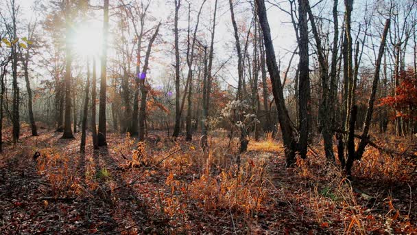 Tôt le matin à la fin de l'été ou au début de l'automne où le soleil se lève et où il y a encore de la rosée et une lumière douce — Video