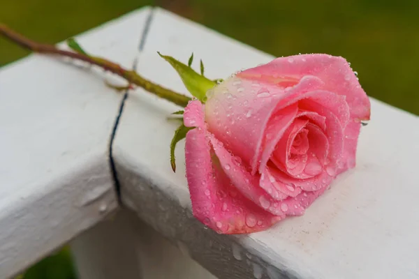 Крупный План Розовых Лепестков Роз Розовая Роза Капли Дождя — стоковое фото