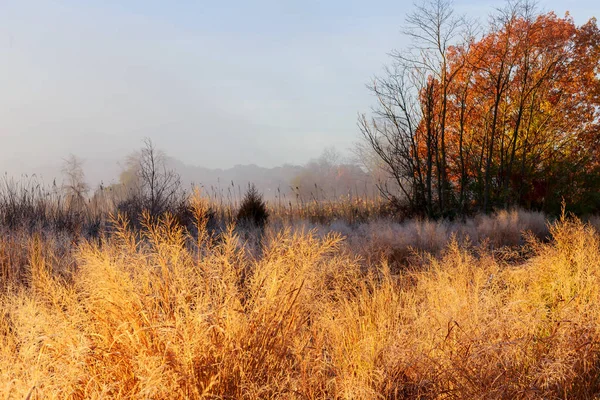 Neblig Herbstmorgen Über Kleinem Herbstnebel Fluss Gelbe Blätter — Stockfoto
