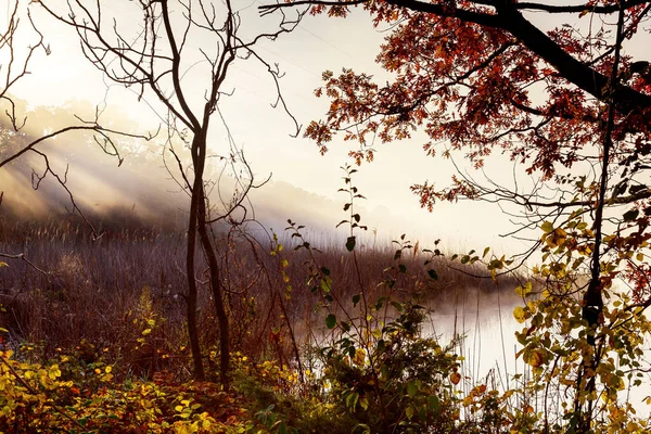 Manhã Nebulosa Rio Paisagem Outono Com Juncos Primeiro Plano Árvores — Fotografia de Stock