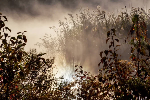 Manhã nebulosa no rio. Paisagem de outono com juncos em primeiro plano e árvores — Fotografia de Stock