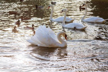 Suda beyaz kuğular.