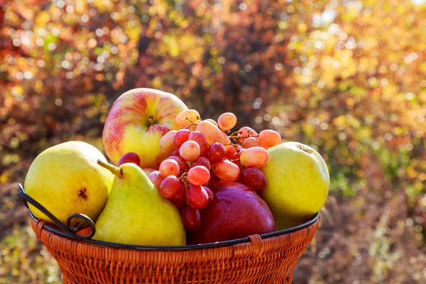 Органические фрукты в корзине на летней траве. Свежий виноград, груши и яблоки в природе — стоковое фото