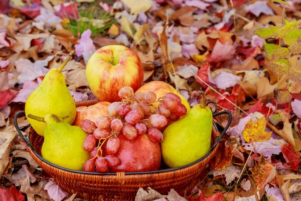 Bio ovoce v košíku v létě trávy. čerstvé vinné hrozny, hrušky a jablka v přírodě — Stock fotografie