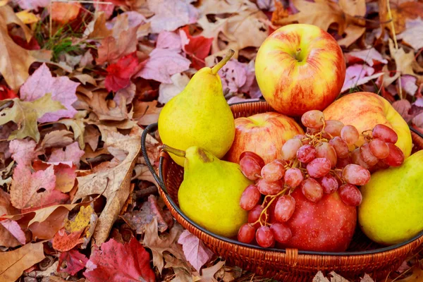 Podzimní sklizeň. hrušky, jablko, hrozny a žluté listy na dřevěný stůl — Stock fotografie