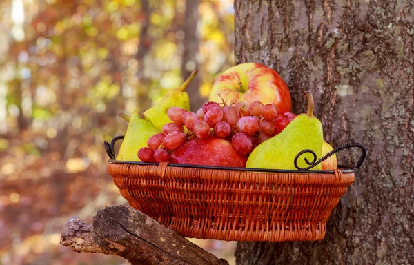 Органические фрукты в корзине на летней траве. Свежий виноград, груши и яблоки в природе — стоковое фото