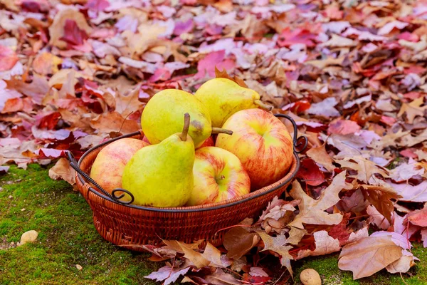 Осенний урожай. Груши, яблоки, виноград и желтые листья на деревянном столе — стоковое фото