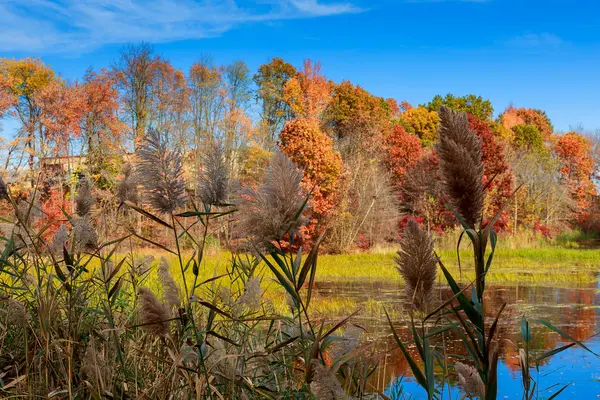 Sonbahar manzara. Göl parlak renklerde.