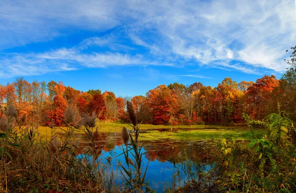 Pond in autumn, yellow leaves, reflection — Stock Photo, Image