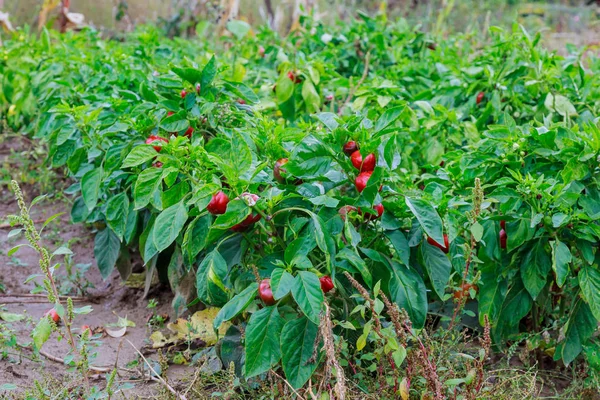 Poivron rouge bulgare sur le buisson dans le jardin — Photo