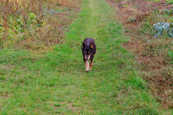 Belo cão correndo na grama verde — Fotografia de Stock