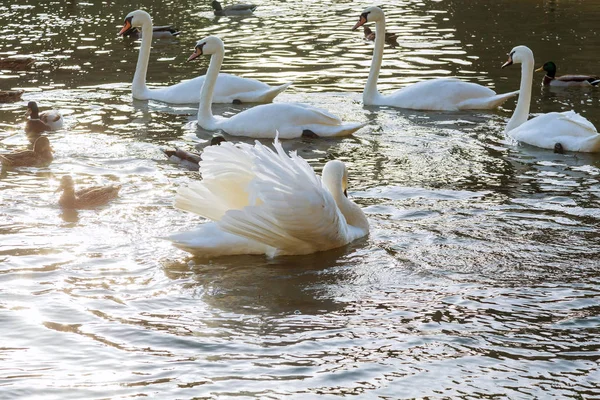 Beau couple de cygne blanc sur l'eau bleue . — Photo