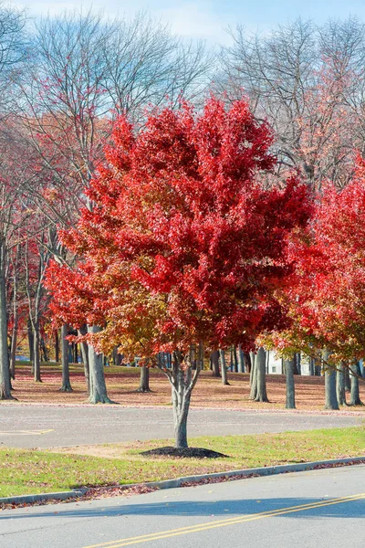 Magic autumn maple leaves.