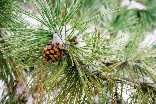 混合フォーカス冬針葉樹を凍結 — ストック写真