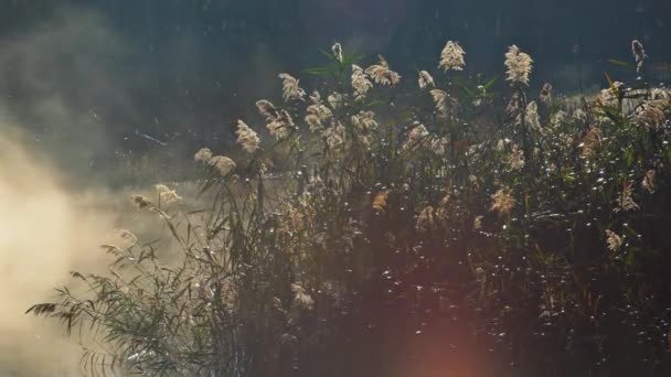 안개 서리가 내린 아침 강에 태양 빛 — 비디오