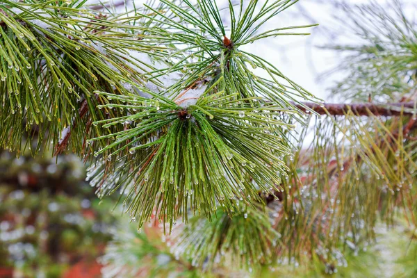 Sfondo foresta invernale — Foto Stock