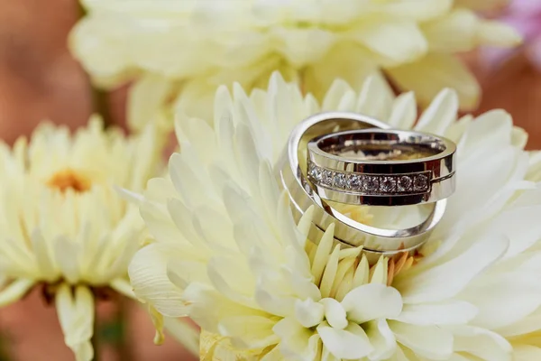 Fedi nuziali bianche dalie amore San Valentino — Foto Stock